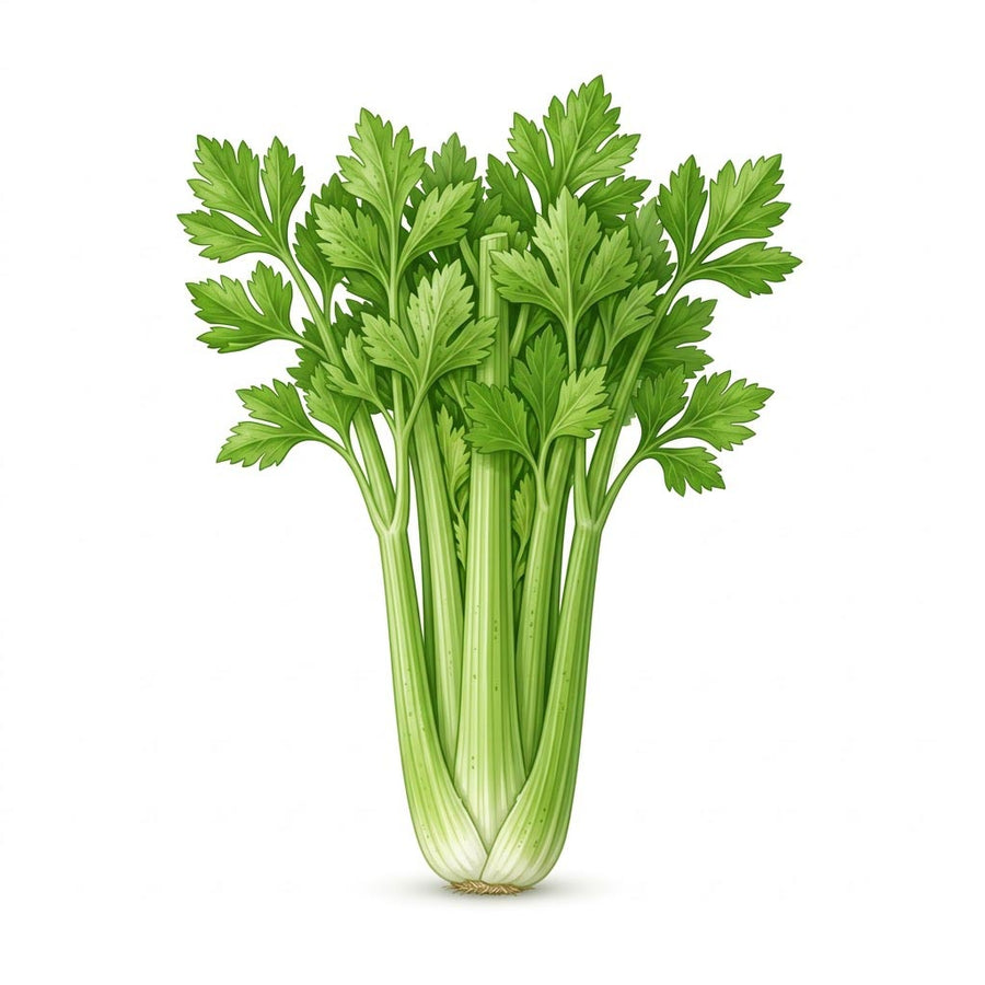 Apigenin (flavonoid)