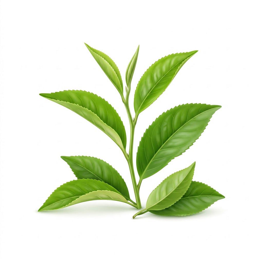 AlphaWave® L-Theanine