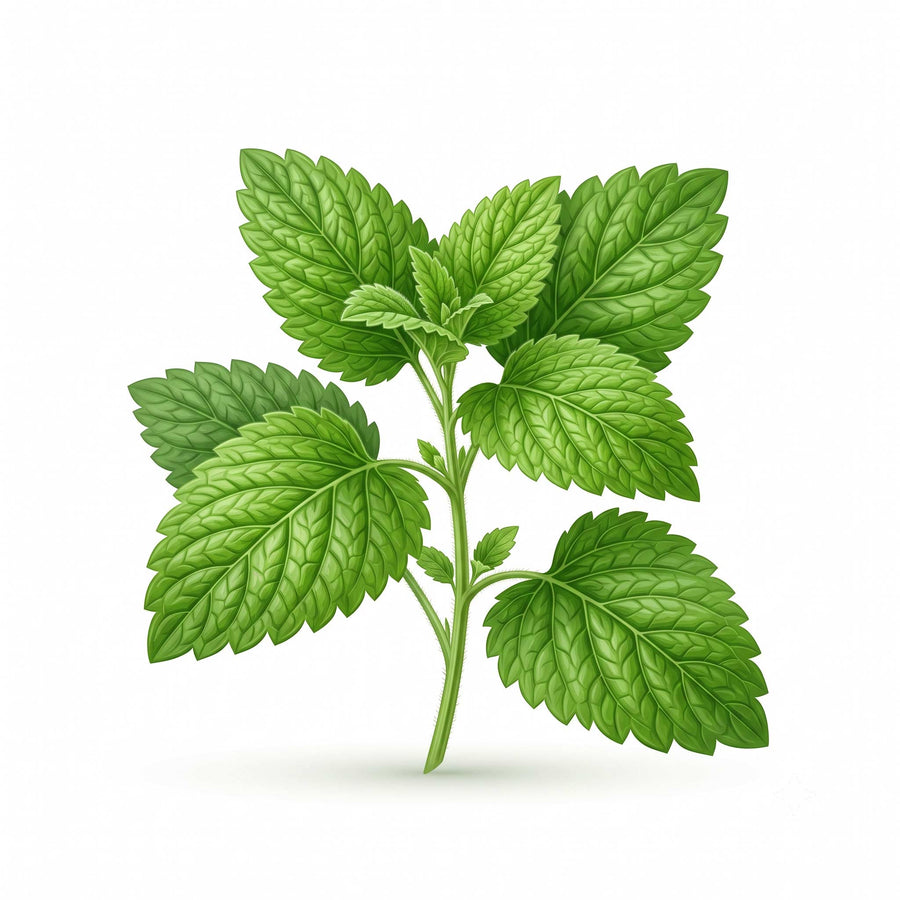 Lemon Balm Extract
