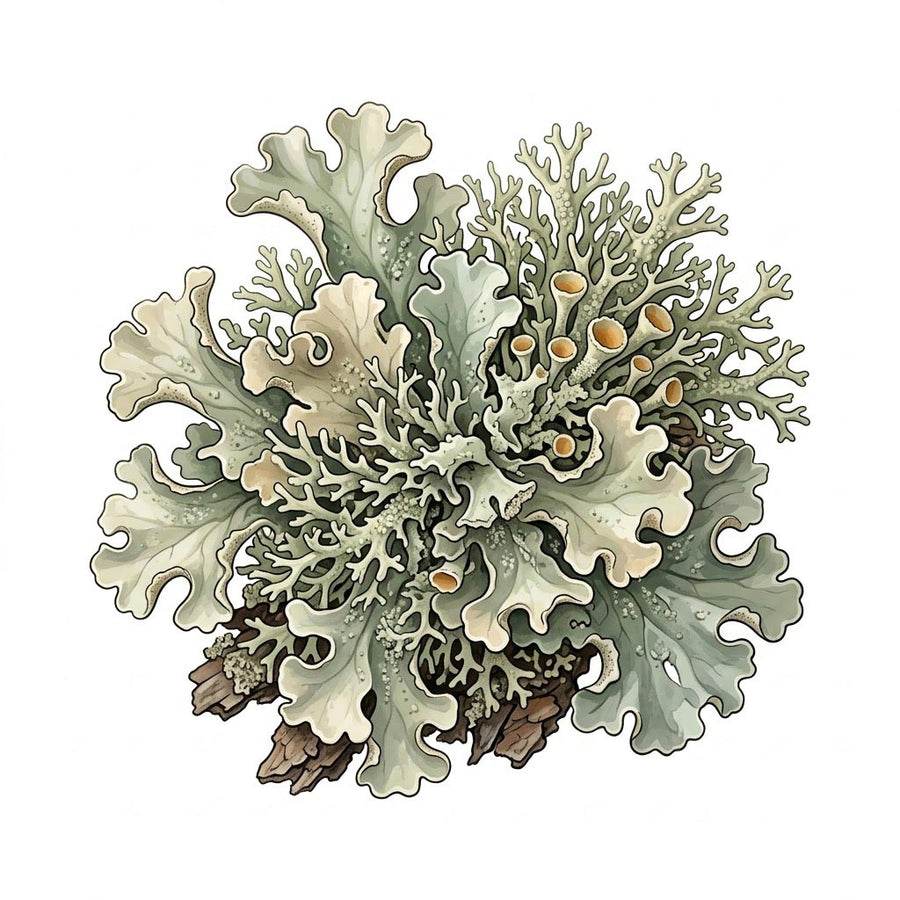 Vitamin D3 (from Lichen fungus)