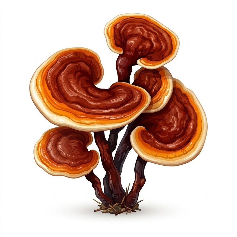 Red Reishi Extract (full-spectrum)