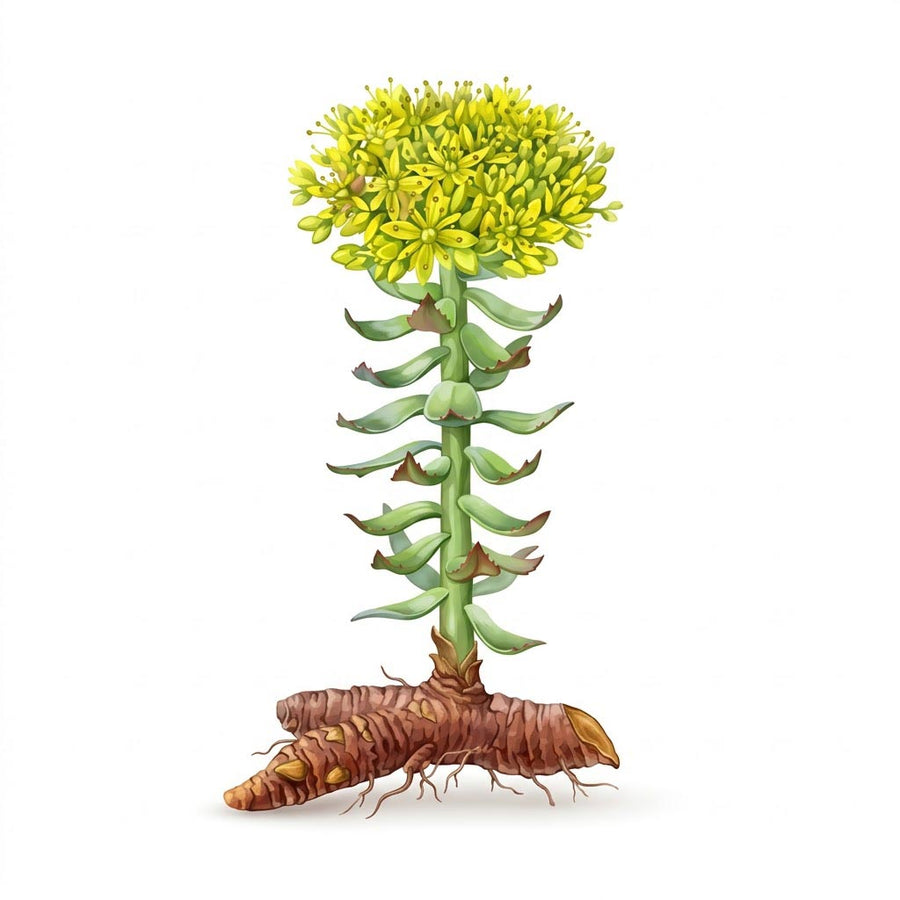 Rhodiola Rosea 3/2 Extract